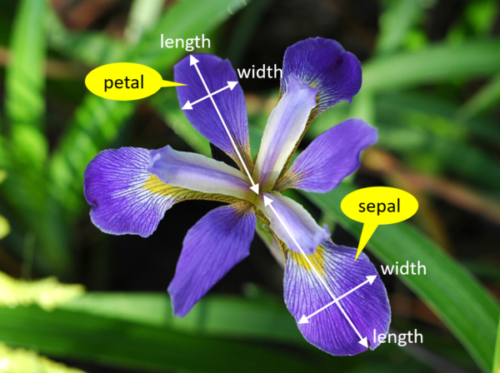 image of an iris with the petal width, petal length, sepal length and sepal width annotated